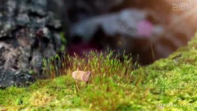 苔藓在春天最酸的高清拍摄与电动滑<strong>块</strong>